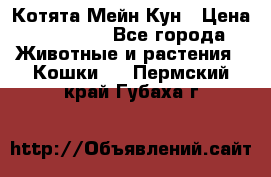 Котята Мейн Кун › Цена ­ 15 000 - Все города Животные и растения » Кошки   . Пермский край,Губаха г.